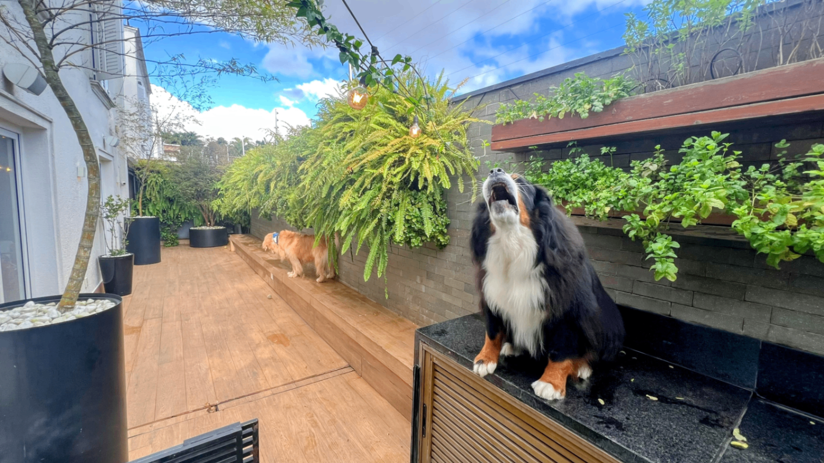 Cão da família observando o jardim a partir do deck externo