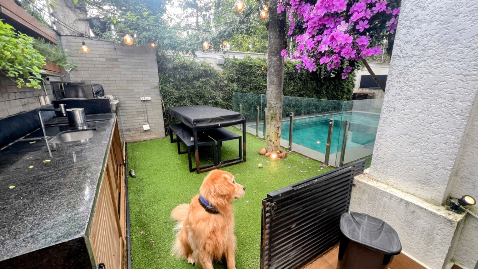 Área externa com cachorro passeando entre a churrasqueira e a piscina